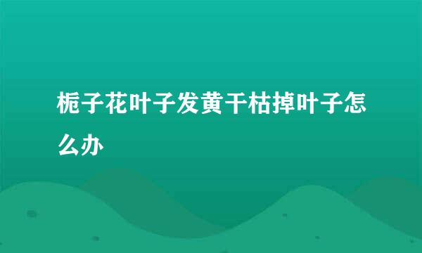 栀子花叶子发黄干枯掉叶子怎么办