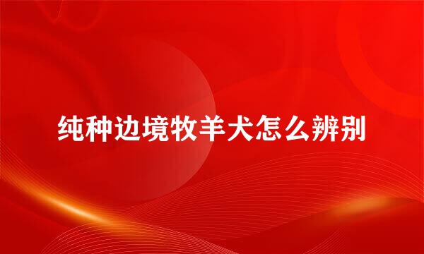 纯种边境牧羊犬怎么辨别