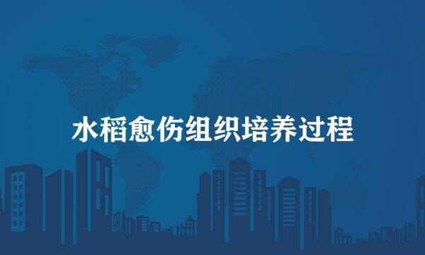 水稻愈伤组织培养过程