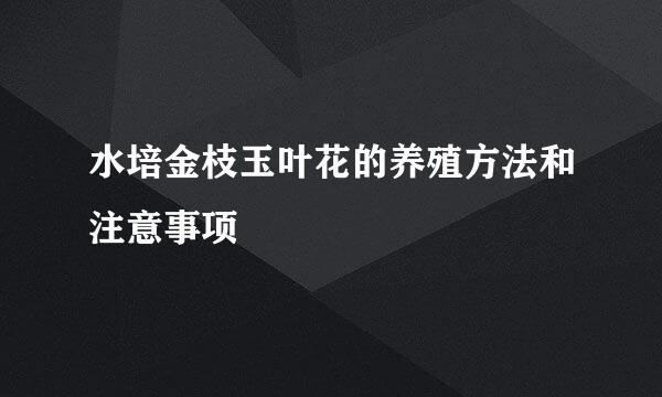 水培金枝玉叶花的养殖方法和注意事项