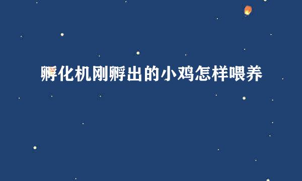 孵化机刚孵出的小鸡怎样喂养