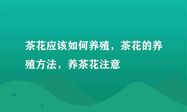 茶花应该如何养殖,茶花的养殖方法,养茶花注意