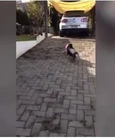 巴西天才狗狗是怎么回事?