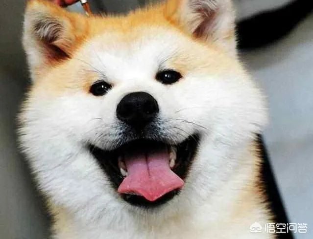 秋田犬价格为什么那么昂贵?