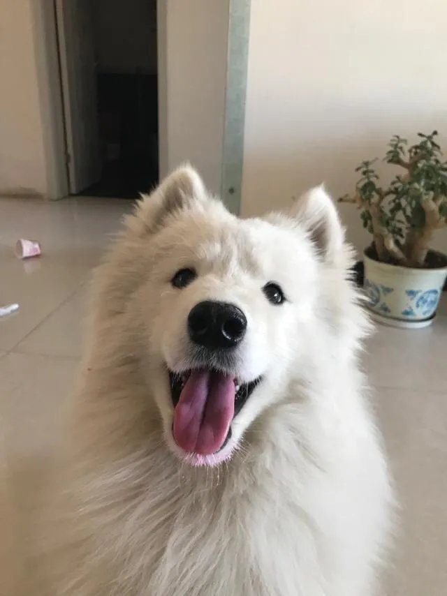 萨摩耶太蠢了