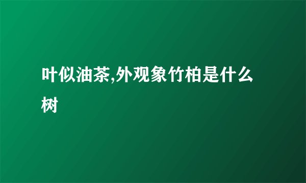 叶似油茶,外观象竹柏是什么树