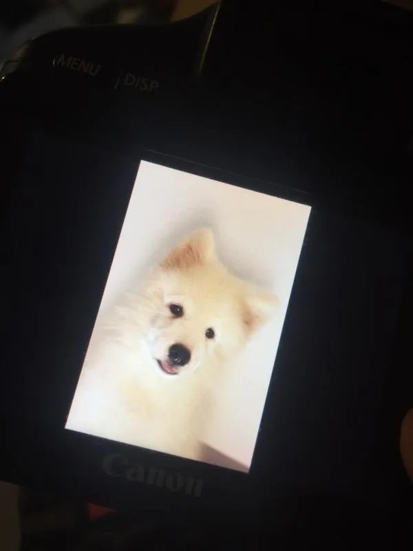 萨摩耶太蠢了