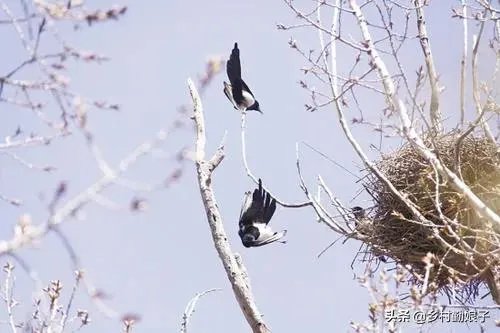 过去鸟筑巢都是在树上,为什么现在都在高压线铁塔上筑巢?