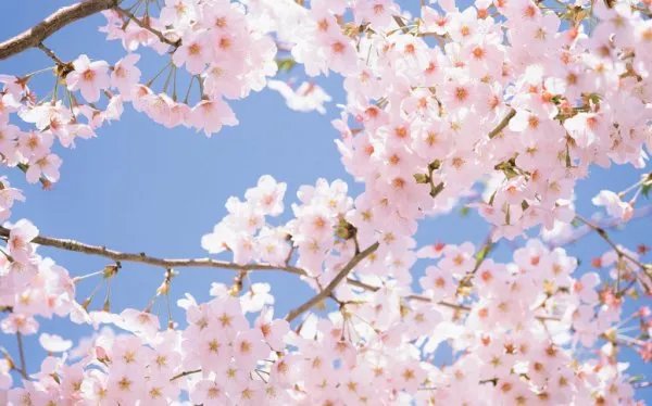 日本东京早樱肆意绽放,为何樱花有种别样的浪漫?