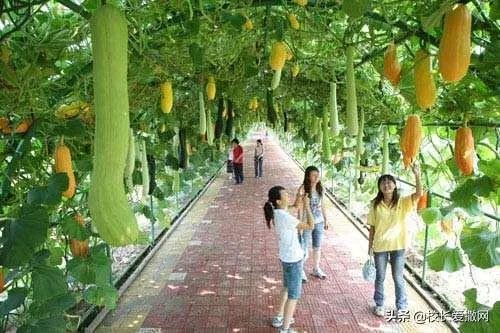 休闲农庄如何变身农业旅游景区?