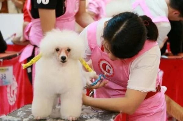为什么宠物美容价格那么贵?