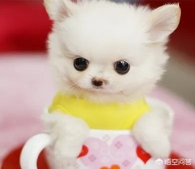 茶杯犬长不大吗?