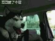 萨摩耶太蠢了