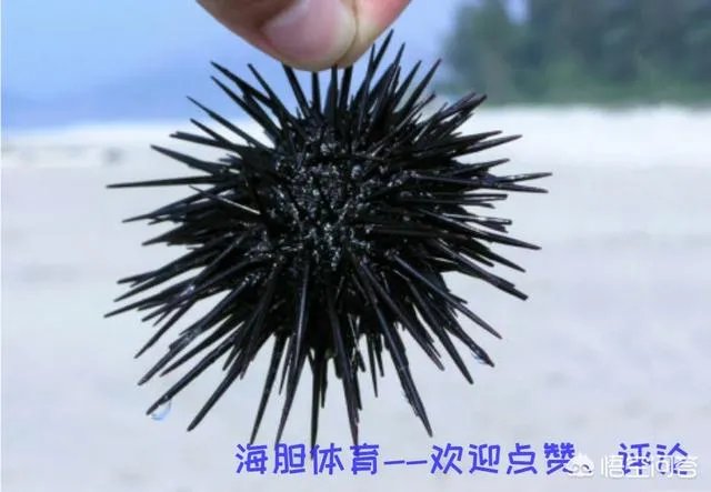 CBA半决赛辽宁男篮再胜广东宏远,一场跌宕起伏的比赛,你怎么评价?