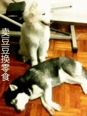 萨摩耶太蠢了