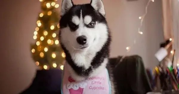 世界十大名犬排名图片