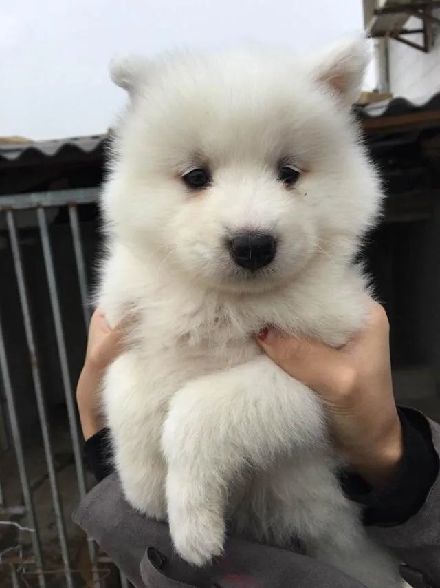 萨摩耶太蠢了