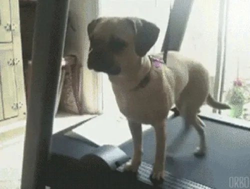 把宠物狗当作土狗养会怎么样?