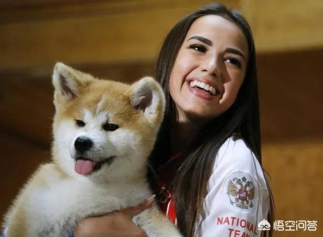 秋田犬价格为什么那么昂贵?