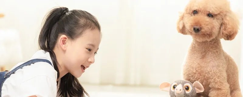 狗狗太活跃怎么训练平静 怎么养狗狗的方法大全
