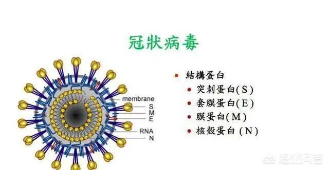 特朗普是否可能感染了新冠肺炎?