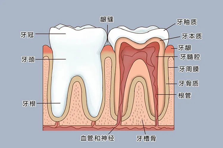 牙齿名称位置图