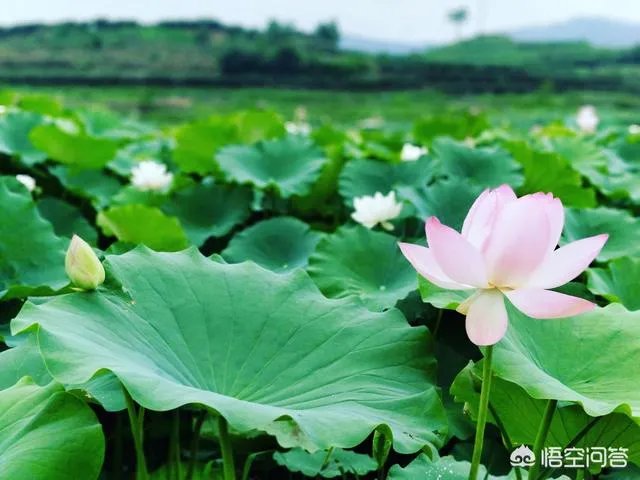 为什么越来越多的成都人选择去米易过冬?