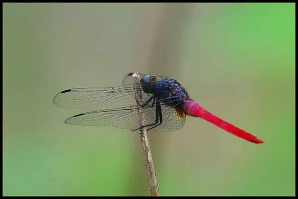 海南首次发现蜻蜓新物种，这说明我们的环境变好了么？