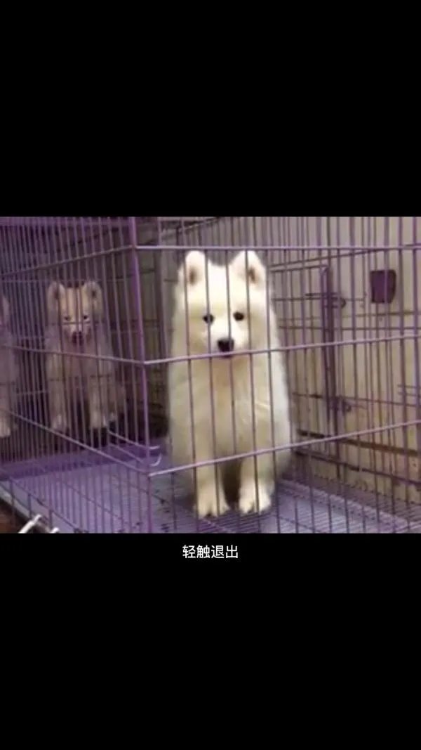 萨摩耶太蠢了