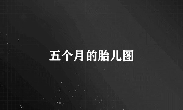 五个月的胎儿图