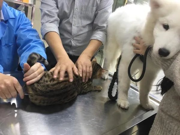 萨摩耶太蠢了