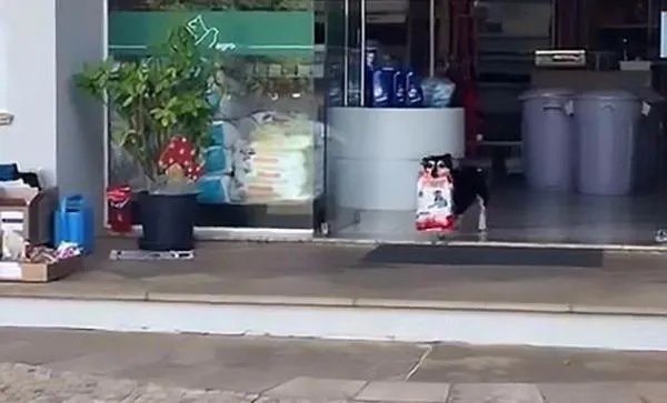 巴西天才狗狗是怎么回事？