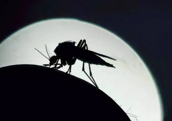 “全面消灭蚊子”的提议是否可行?以如今技术,能否将蚊子灭绝?