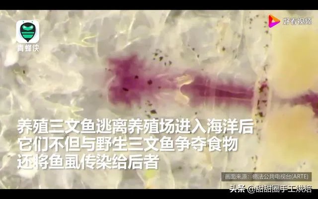各地纷纷下架三文鱼,现在三文鱼还能吃吗?