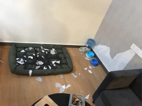 萨摩耶太蠢了
