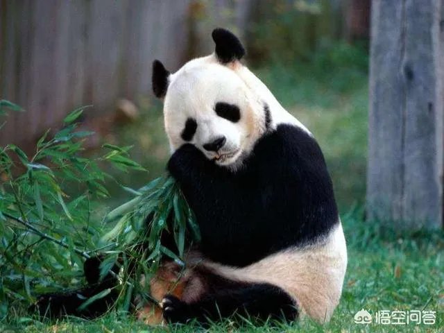 大熊猫居然起源于欧洲?这个考古发现是不是在扯?