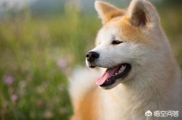 秋田犬价格为什么那么昂贵?