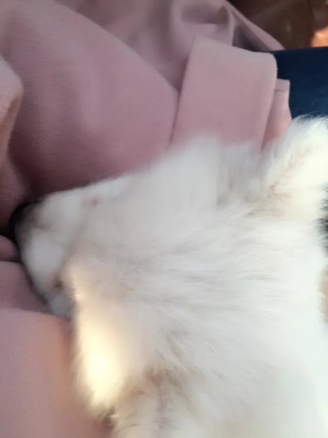 萨摩耶太蠢了