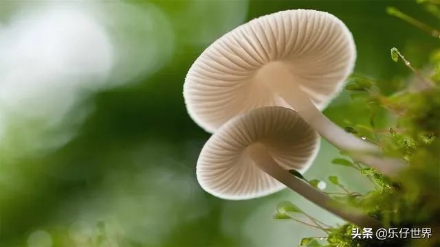 谁能告诉我,如果上海迪士尼乐园允许自带任何食物,会怎么样?
