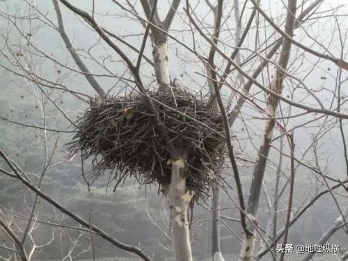 过去鸟筑巢都是在树上,为什么现在都在高压线铁塔上筑巢?