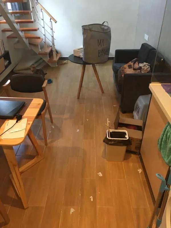 萨摩耶太蠢了