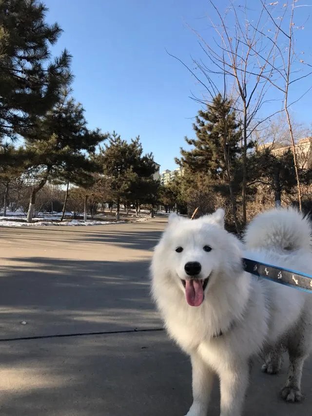 萨摩耶太蠢了