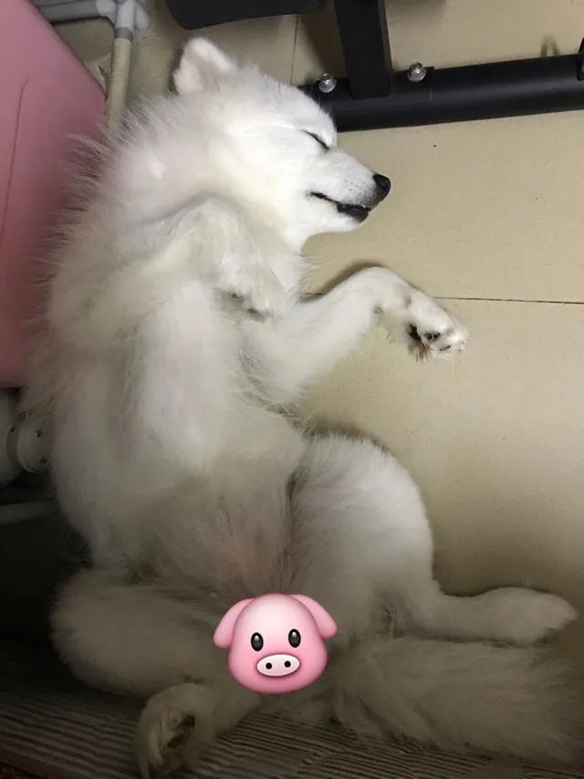 萨摩耶太蠢了