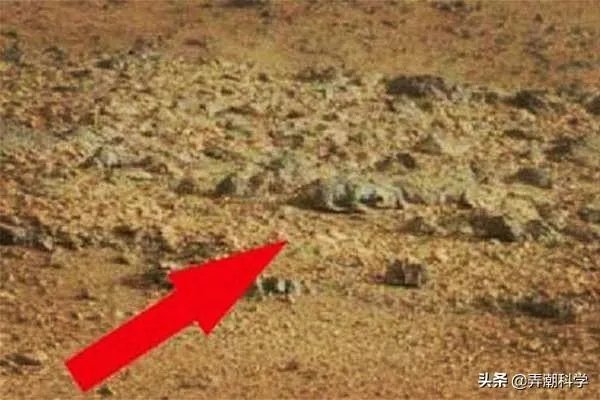 昆虫学家声称在火星上有重大发现,其理由是否充分?