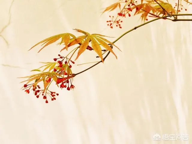 生活摄影艺术