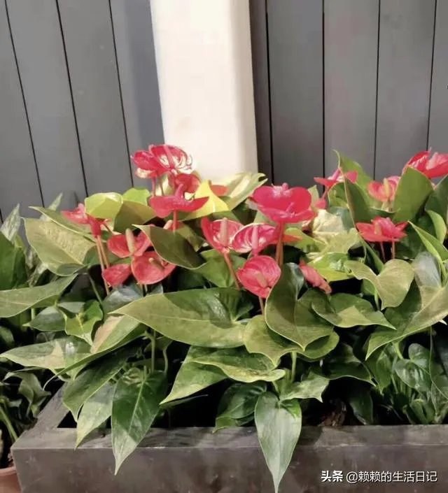 在水里养的花有哪些几种适合在水里养的花?