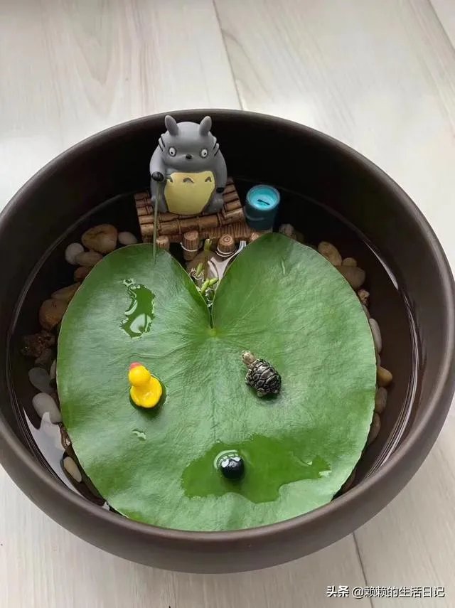 在水里养的花有哪些几种适合在水里养的花?