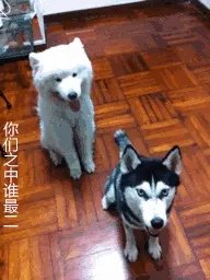 萨摩耶太蠢了