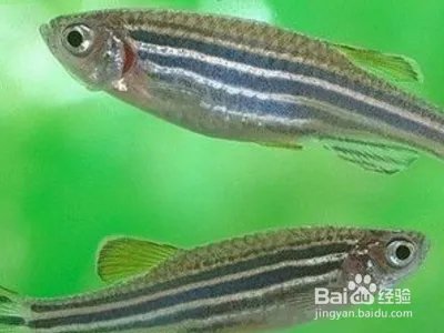斑马鱼繁殖视频教程？