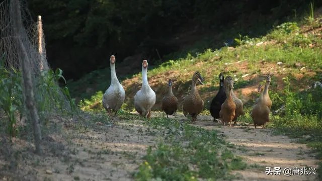 生活摄影艺术